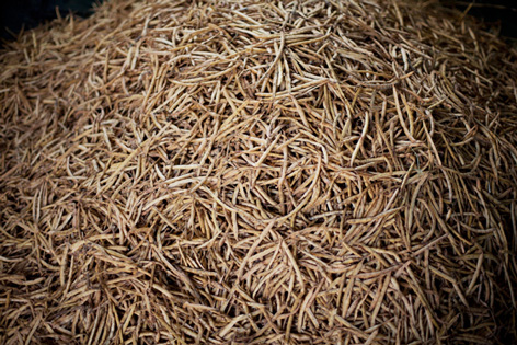 Gousses de haricot récoltées en 2015 par l'AADB